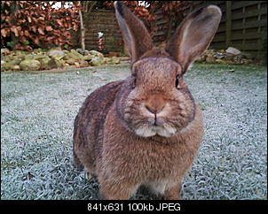 Peanut und Fame erkunden die Winter-Welt :) !-043.jpg