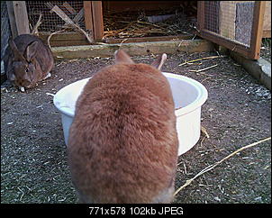 Peanut und Fame erkunden die Winter-Welt :) !-063.jpg