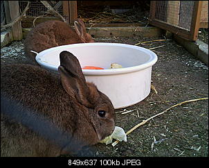 Peanut und Fame erkunden die Winter-Welt :) !-065.jpg