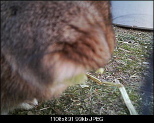 Peanut und Fame erkunden die Winter-Welt :) !-066.jpg
