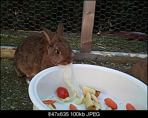 Peanut und Fame erkunden die Winter-Welt :) !-067.jpg