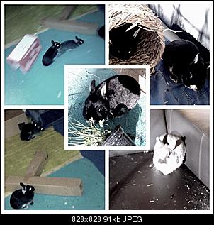 Zusammenf�hrung von Pepsi, Purzel und dem zahnlosen Justus-vg_2_collage.jpg