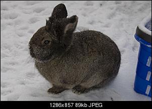 Damals und Heute-hase12.jpg