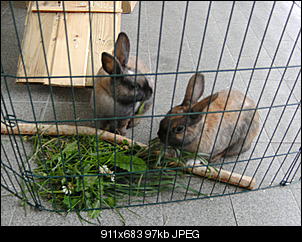 Hall�chen :)-fl%F6ckchen-stupsi-5-.jpg
