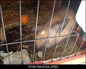 Hall�chen :)-fl%F6ckchen-15-.jpg