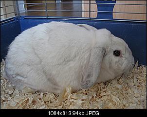 BILDER meine Bande ;)-kaninchen-008.jpg