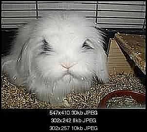 BILDER meine Bande ;)-teddy-.jpg