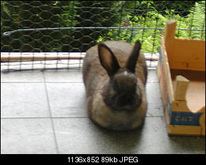 Hall�chen :)-fl%F6ckchen-13-.jpg