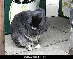 Neuer Partner f�r Willi-181-klein-.jpg
