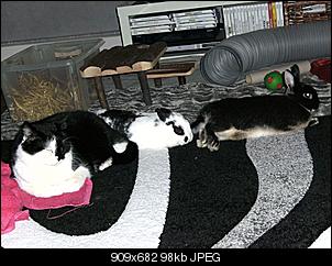 Schwaben Quartett-bild0017.jpg