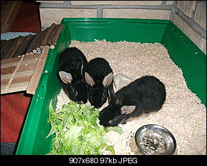 meine drei s��en-dscf0845.jpg