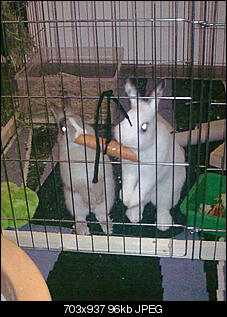 Finchen und Willy-08032012315.jpg