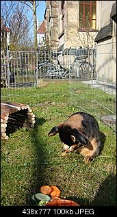 Die H�sslons sind los, Lustspr�nge voraus :D-dsc06001.jpg