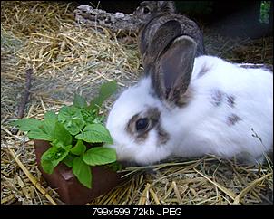 Hoppelchen 2 meldet sich auch mal an !-die-dicken-fridolin-017.jpg
