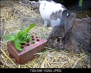 Hoppelchen 2 meldet sich auch mal an !-die-dicken-fridolin-018.jpg