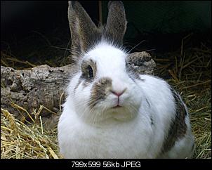 Hoppelchen 2 meldet sich auch mal an !-die-dicken-fridolin-049.jpg