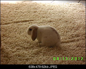 Klicke auf die Grafik f�r eine gr��ere Ansicht

Name:	PICT0035.jpg
Hits:	66
Gr��e:	61,9 KB
ID:	14714