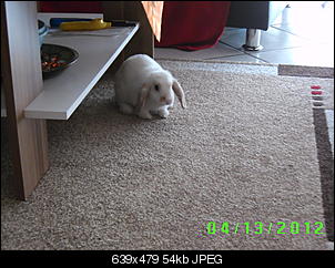 Klicke auf die Grafik f�r eine gr��ere Ansicht

Name:	PICT0038.jpg
Hits:	69
Gr��e:	53,6 KB
ID:	14715