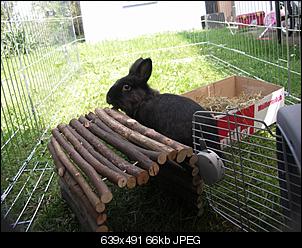 Chlo�& Max visit the garden^^-pict0009-640x492-2-.jpg