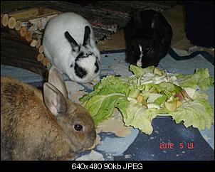 meine zwei-dsc00974.jpg