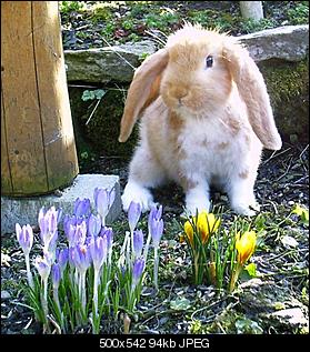 Fotoecke vom Deutschen Widder Fridolin-fridolinimfruehling.jpg