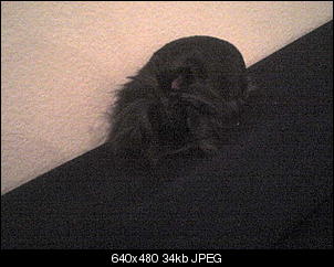 Sind eure Ninis Fotogen?-dsc00209.jpg