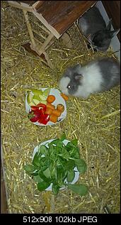 Ninchenfotoalbum-hoppel-beim-fressen-hinten-drann-schnuffel.jpg