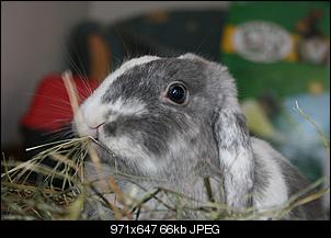 Aus 2 mach 4 - oder der Teufel und seine Braut ziehen ein...-kaninchen-018.jpg