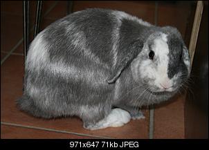 Aus 2 mach 4 - oder der Teufel und seine Braut ziehen ein...-kaninchen-034.jpg
