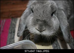 Aus 2 mach 4 - oder der Teufel und seine Braut ziehen ein...-kaninchen-011.jpg