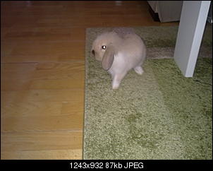 Klicke auf die Grafik f�r eine gr��ere Ansicht

Name:	31052012019.jpg
Hits:	83
Gr��e:	87,4 KB
ID:	15319