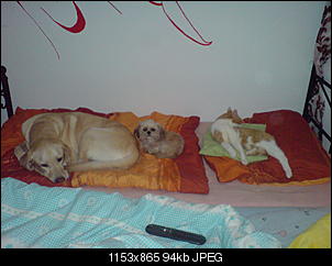 Klicke auf die Grafik f�r eine gr��ere Ansicht

Name:	DSC01845.jpg
Hits:	78
Gr��e:	94,2 KB
ID:	15320
