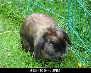 Pl�schbomben-Schlappis aus K�ln-dsc03464-klein-.jpg