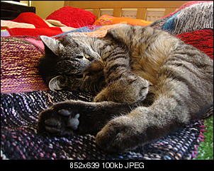 Fotos von euren S��en-oshi-hasis-co-010.jpg