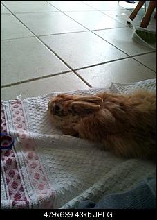 Mein Name ist Muffin :)-20120615_160243.jpg