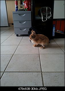 Mein Name ist Muffin :)-20120616_143311.jpg
