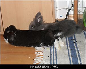 Neues von meinen C`s-sdc12529.jpg