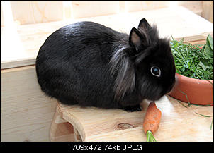 Besser sp�t als nie! :D-hasi-064.jpg