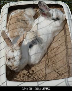 Holly & Bilbo-sandkastenliebe.jpg