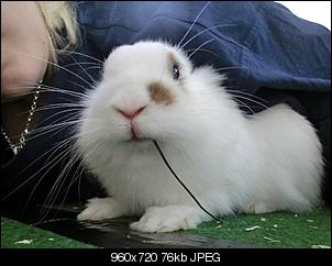 Schnappsch�sse eurer Ninchen :3-252231_374360219292574_810148946_n.jpg