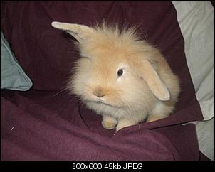 Meine S��en ( Fotos)-hase-bearbeitet.jpg