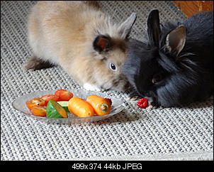 Link & Zelda-dsc00014.jpg