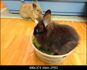 Link & Zelda-dsc00054.jpg