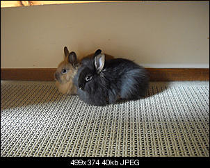 Link & Zelda-dscn1040.jpg
