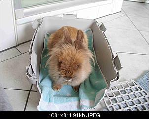 Asweras`s Theard-wuschi-seiner-ruhebox-im-badezimmer.jpg