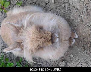 Schnappsch�sse eurer Ninchen :3-dsci0270.jpg