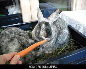 hier mal ein paar neue bilder von fee und idefix :)-dscf3092.jpg
