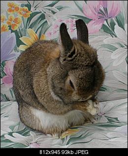 Wir stellen uns auch vor :)-kaninchen-7-.jpg