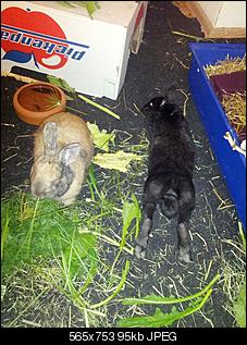 Unsere Muppi und unser Oskar m�chten sich kurz vorstellen :)-img_20120703_202340.jpg