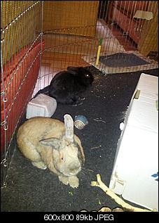 Unsere Muppi und unser Oskar m�chten sich kurz vorstellen :)-img_20120703_203044.jpg